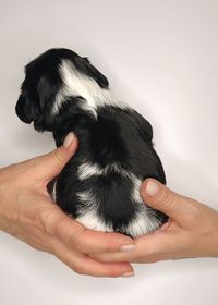 Cropped image of hand holding black over white background