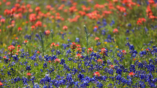 Close-up of red flowers growing in field