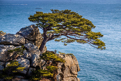 Tree on rock by sea