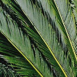 Close-up of fresh green leaves