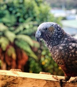 Close-up of bird perching on wood