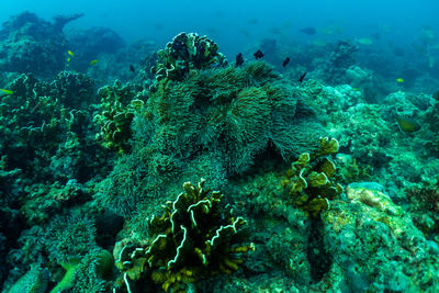 View of fish underwater