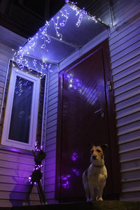 Dog sitting in a window