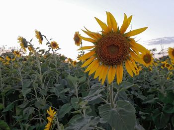 Close-up of sunflower against sky