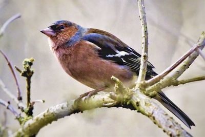 Close-up of bird perching on branch