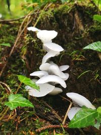 High angle view of white bird on plant