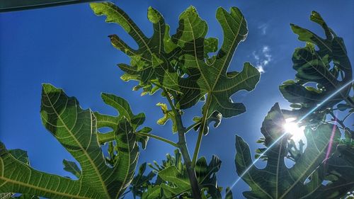 Low angle view of tree against sky