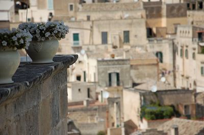 Potted plant against old buildings in matera