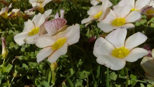 Close-up of flowers