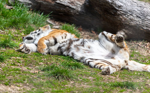 Cat relaxing on field