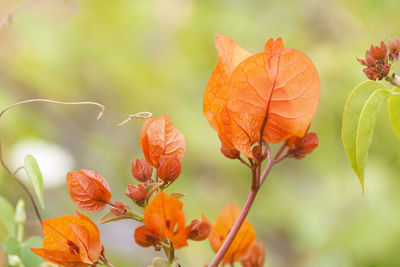 Bougainvillea macro shot