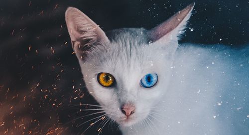 Close-up portrait of a cat