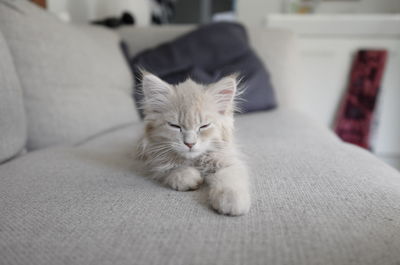 Sleepy cream colored siberian forest cat kitten