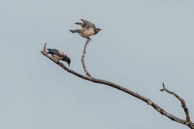 Low angle view of bird perching on tree against sky