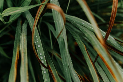 Close-up of wet plant