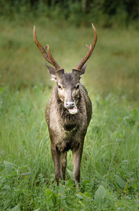 Portrait of deer standing on grassy field