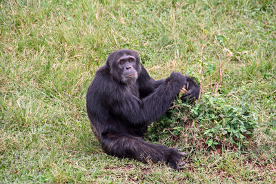 Old chimpanzee relaxing on grass