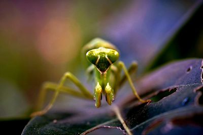 Close-up of insect on leaf