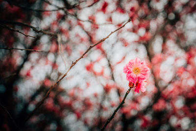 Low angle view of cherry blossoms in spring