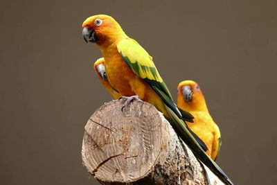 Close-up of bird perching on railing