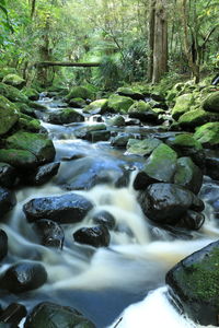 Stream flowing through forest