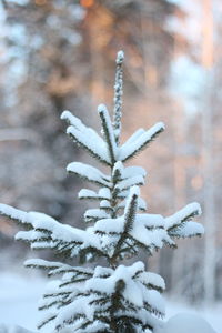 Close-up of frozen plant