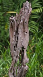 Close-up of driftwood on tree trunk in field