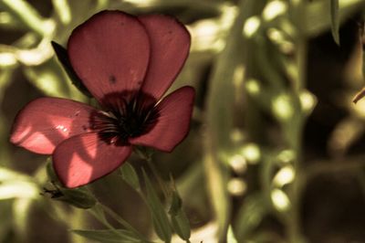 Close-up of red flowering plant