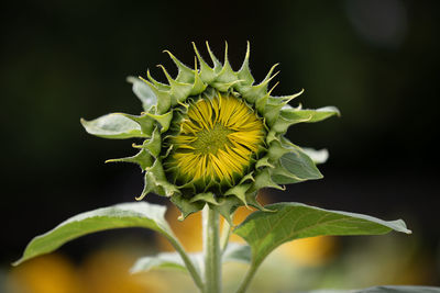 Close-up of sunflower plant