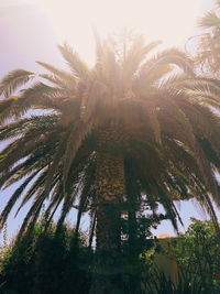 Low angle view of palm trees against clear sky