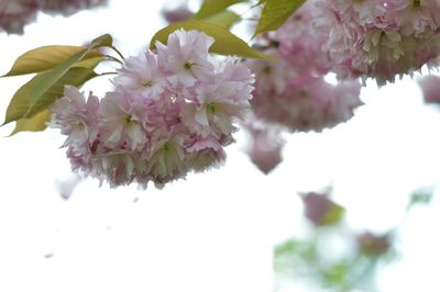 Close-up of pink flowers on tree