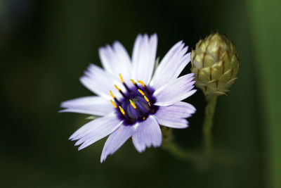 Close-up of flower blooming outdoors
