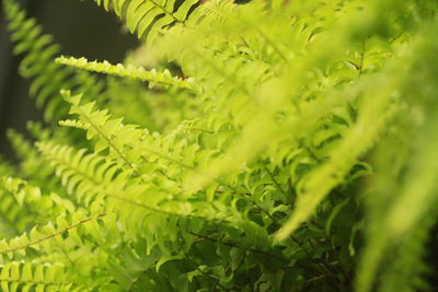 Close-up of fresh green leaves