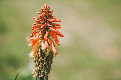 Close-up of red flowering plant