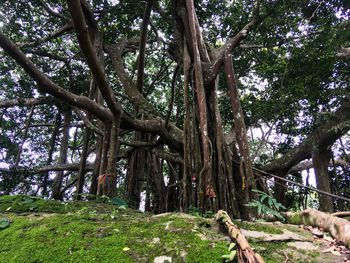 Trees in forest