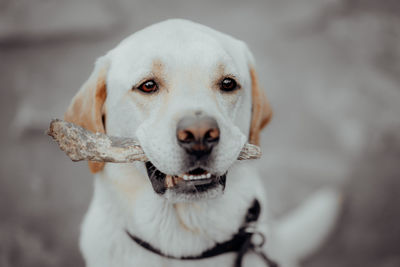 Close-up portrait of dog