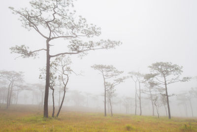 Trees on field against sky