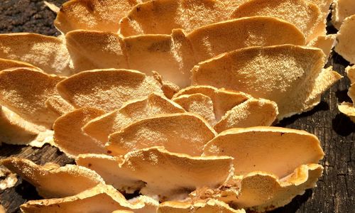 Close-up of fungus on tree trunk