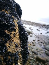 Close-up of frozen sea against sky