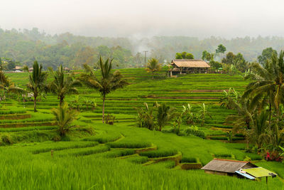 Scenic view of agricultural field