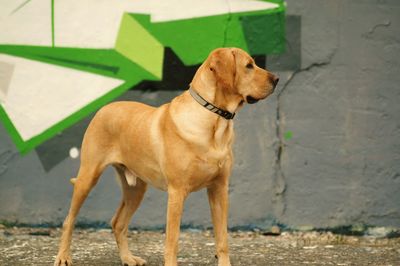 Dog standing against wall
