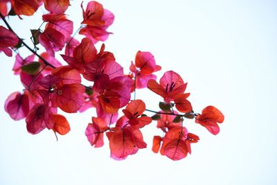 Low angle view of bougainvillea against clear sky