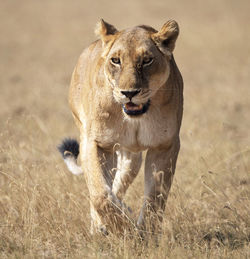 Lion in a field