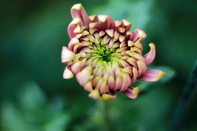 Close-up of pink flower