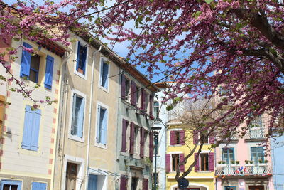 Low angle view of pink flowering tree amidst buildings in city