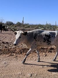 Side view of horse on field against clear sky