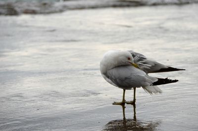 Close-up of bird perching on shore