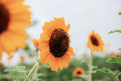 Close-up of sunflower