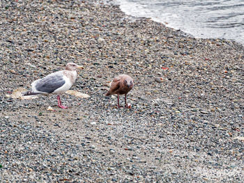 Seagulls on beach