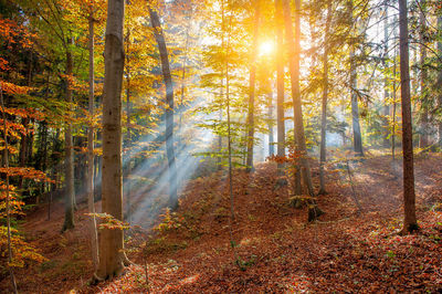 Trees in forest during autumn